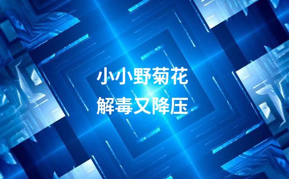 小小野菊花 解毒又降压